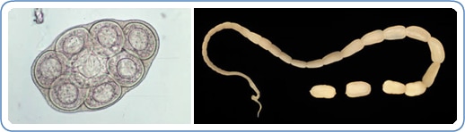 flea tapeworm treatment