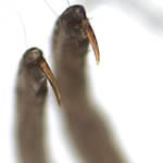 Adult louse claws. (CDC Photo)
