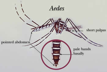 Many species in the genera <em>Aedes</em> can transmit the infective larvae that cause lymphatic filariasis. Credit: CDC