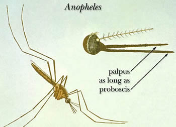 Many species in the genera <em>Anopheles</em> can transmit the infective larvae that cause lymphatic filariasis. Credit: CDC