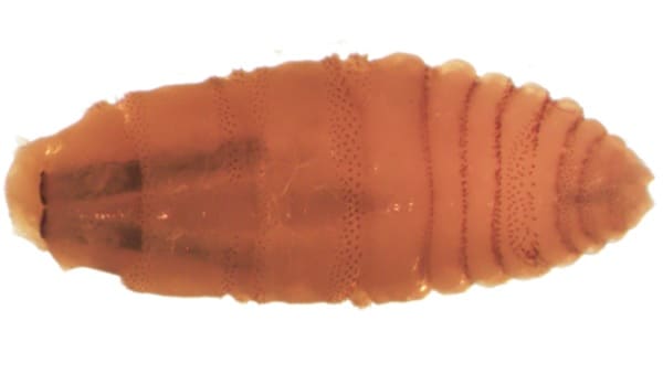 Clinical Overview of New World Screwworm Myiasis | Myiasis | CDC