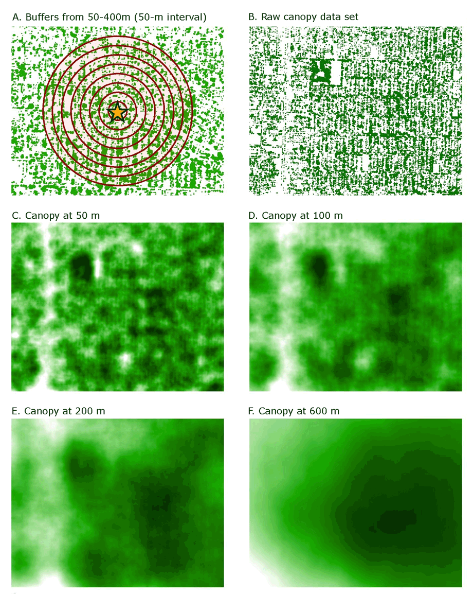 16_0099_02.gif Example of the process of creating buffers on a raster. The input data (A) is converted from vector to a raster that contains pixel values representing the results for specified distances. In this example, the raw data has the values 1 (green, representing canopy) and 0 (white, representing not-canopy). The output describes the percentage of land cover classified as canopy.