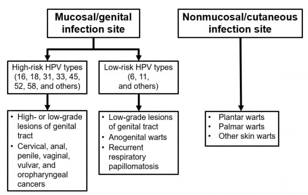 A chart differentiating sites of HPV infections and resulting types and symptoms of HPV.