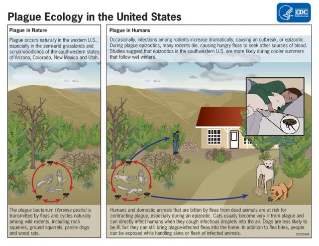 Infographic demonstrating plague ecology in the U.S.