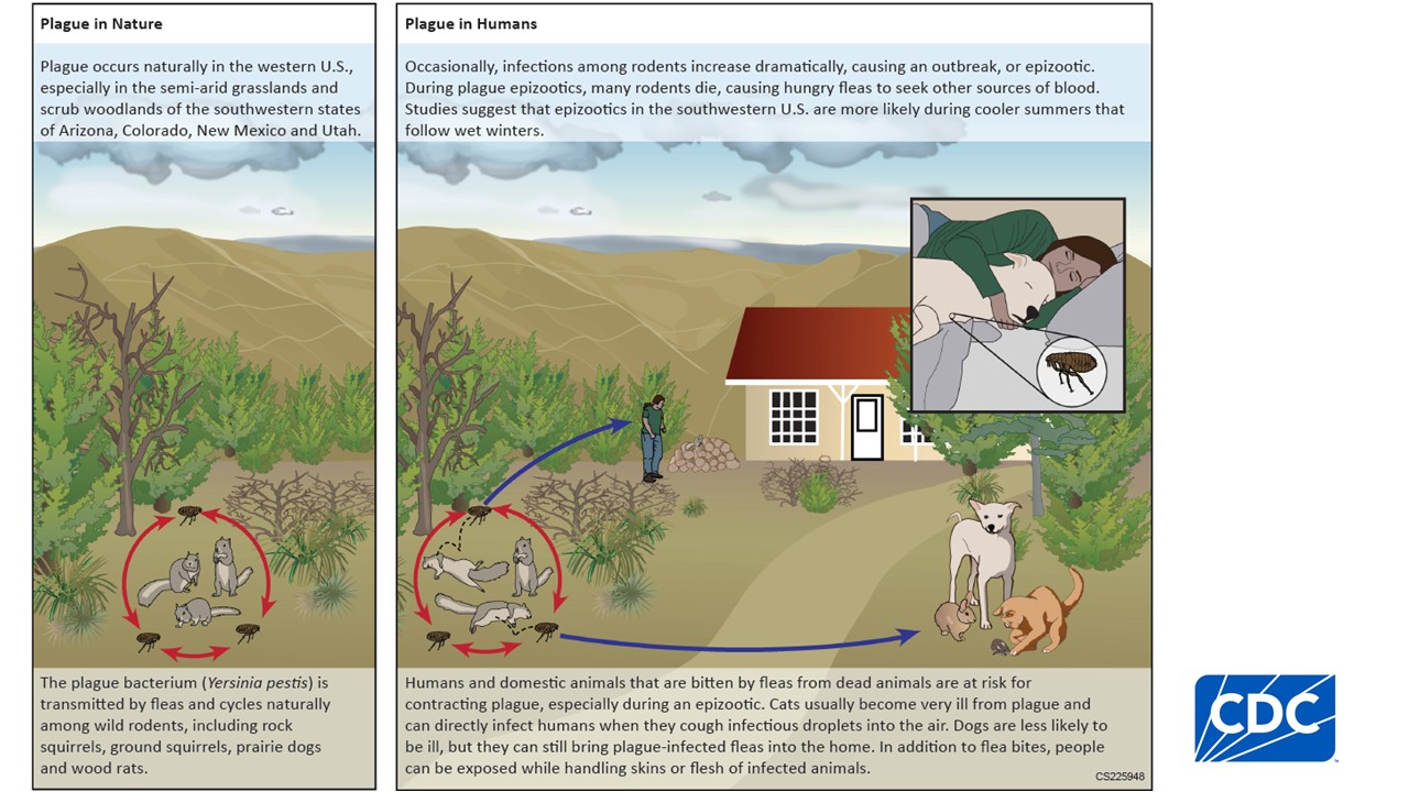 Infographic demonstrating plague ecology in the U.S.