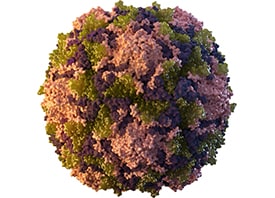 3D modeling of a poliovirus.