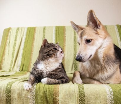 are dog warts contagious to cats