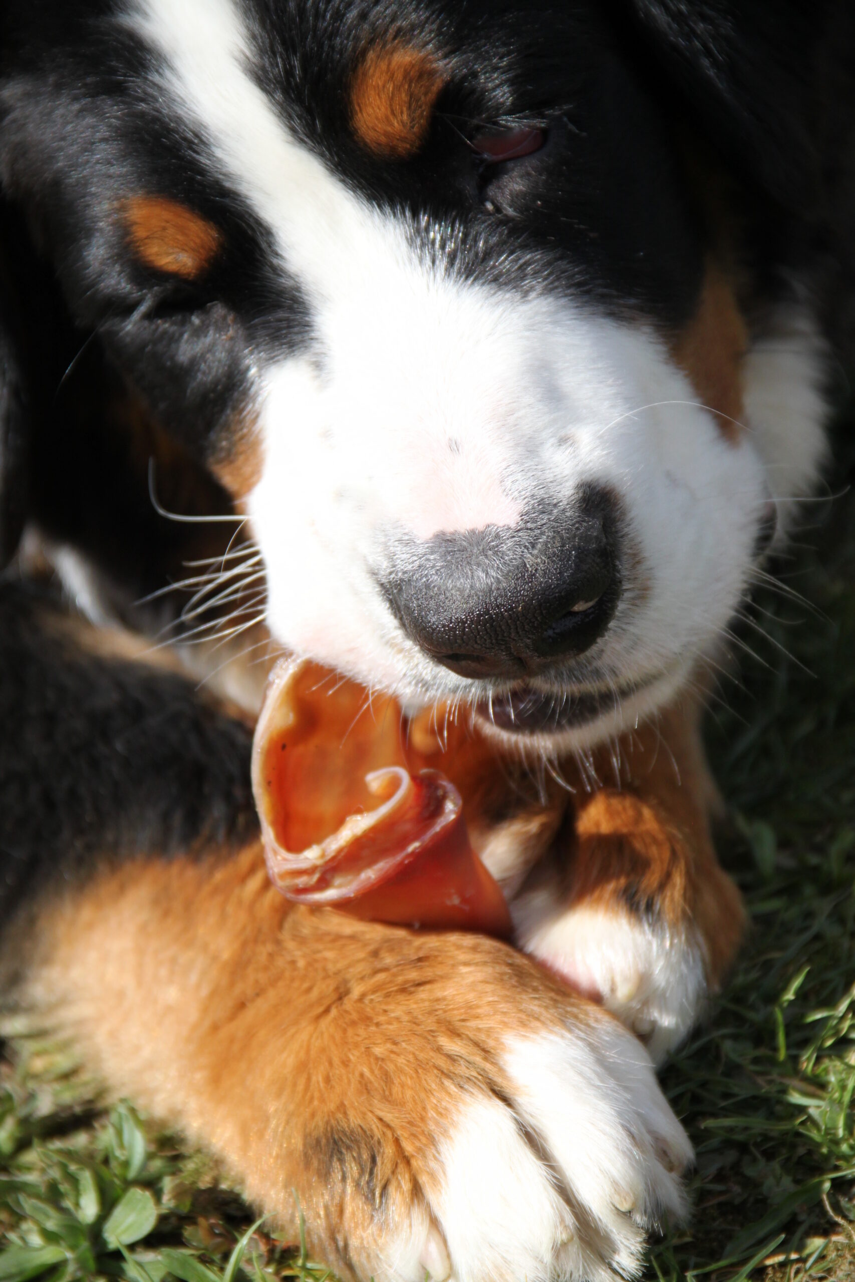 Dog chewing on a pig ear dog treat