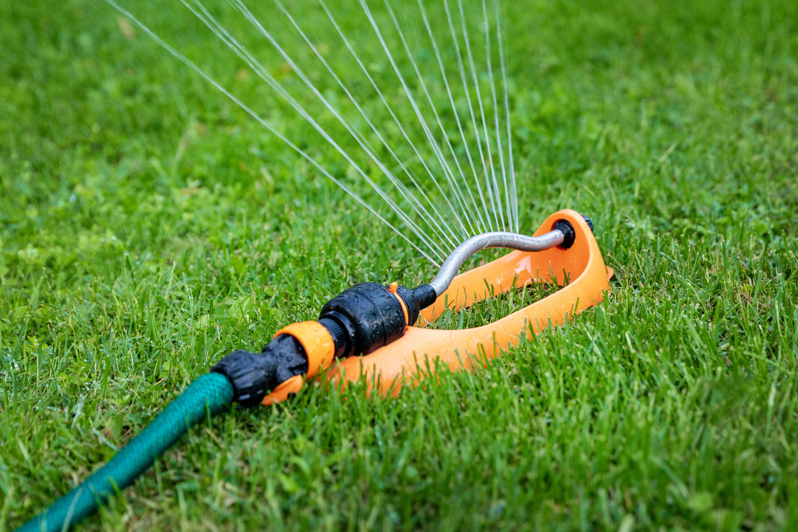 A sprinkler connected to a hose spraying water onto a yard