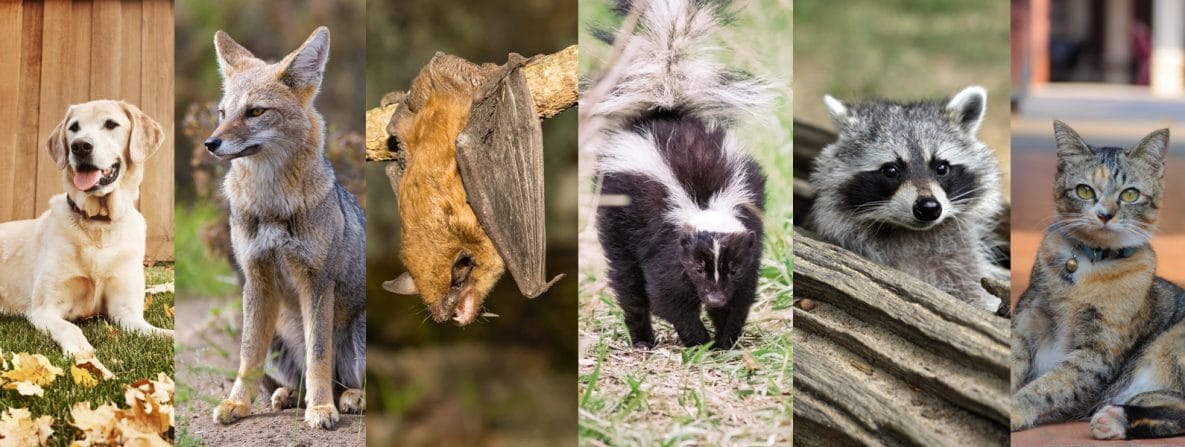animals with rabies foam