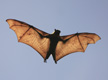 a bat flies in the sky with wings open