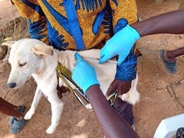 white dog being held while gloved hands hold a syringe to its back