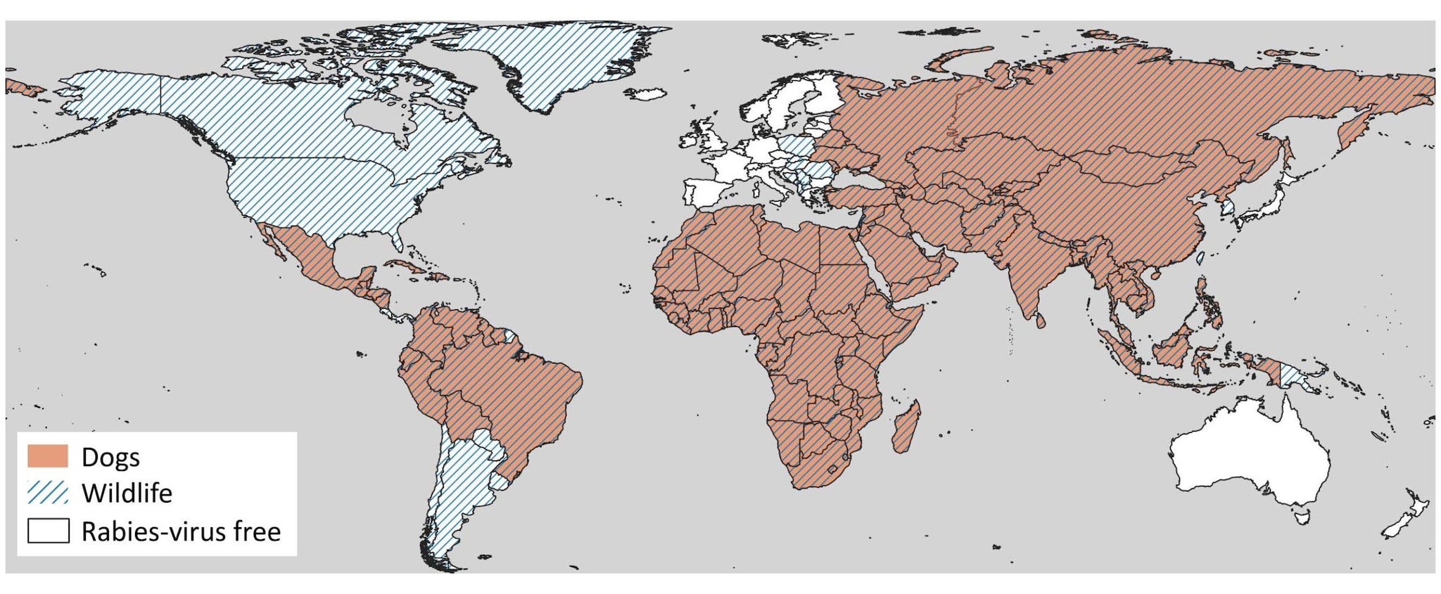 map indicates where rabies is most prominent around the world