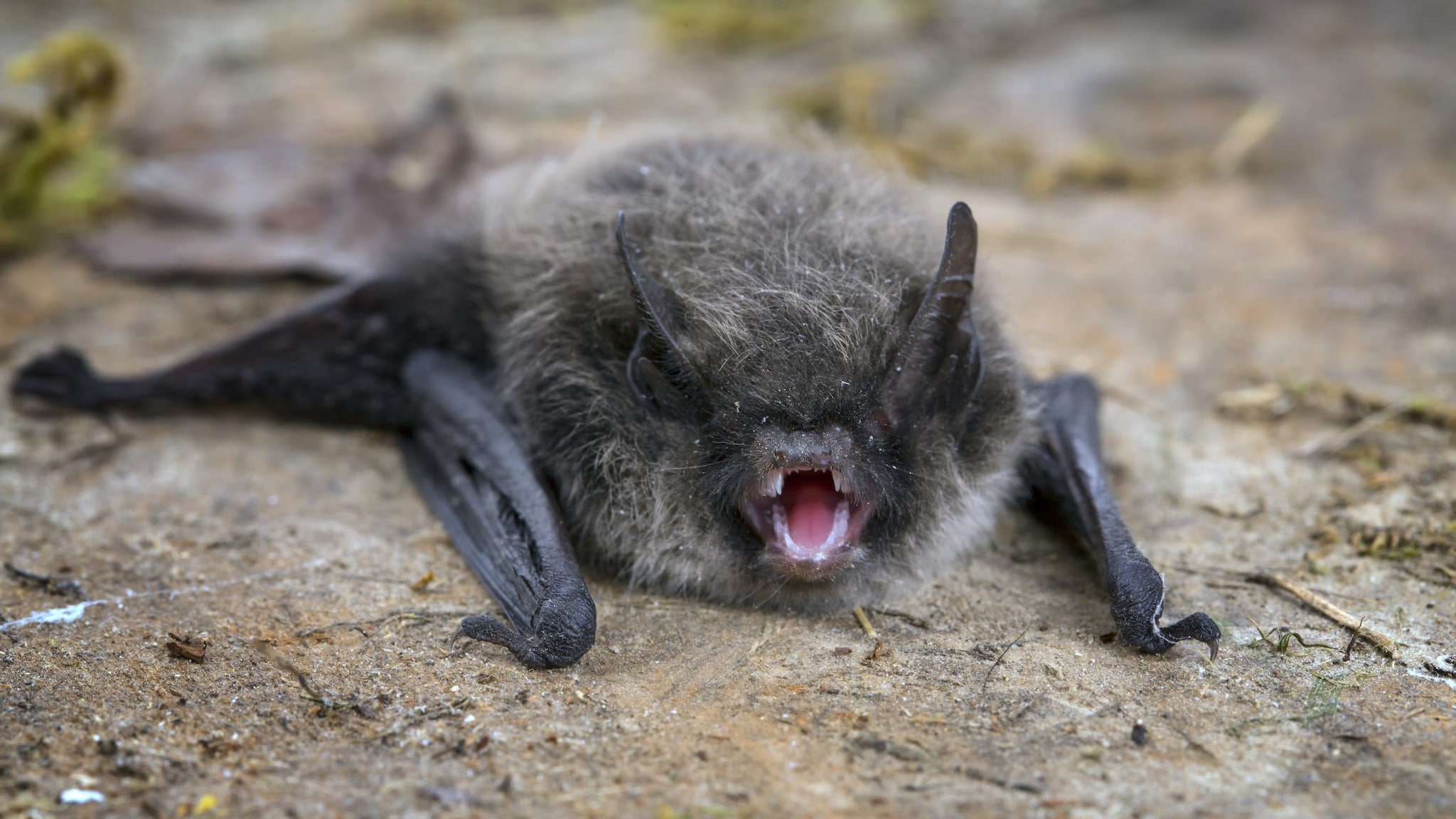 Small bat on the ground with mouth open