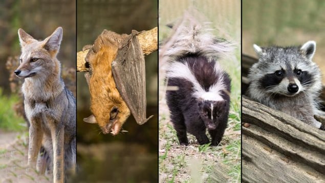Collage image of a fox, a bat, a skunk and a raccoon