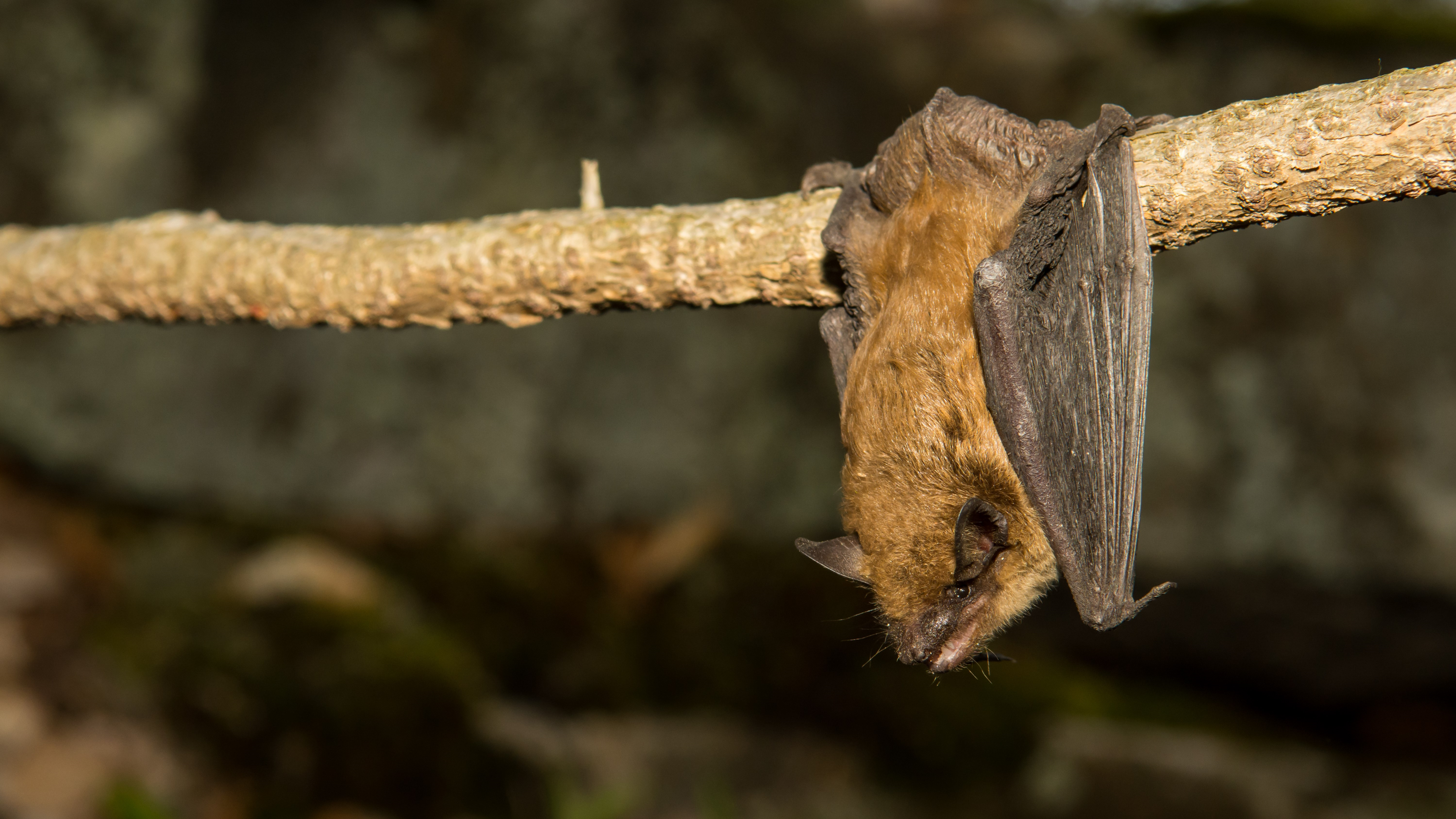 a big brown bat hangs from a tree branch