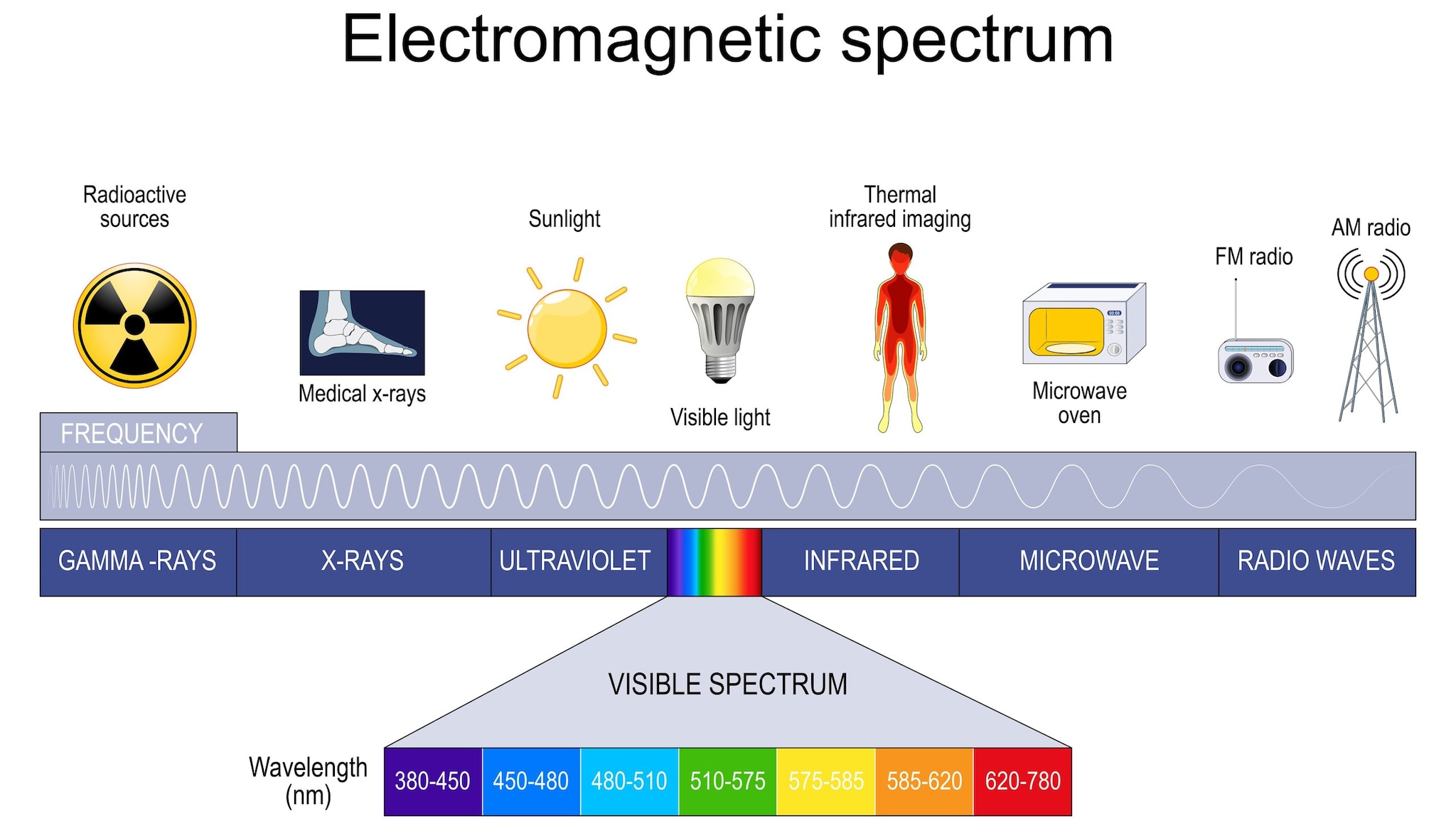 Electromagnetic spectrum. Different types of electromagnetic radiation, includes radio waves, microwaves, infrared, visible light, ultraviolet, X-rays, and gamma rays. frequency, and wavelengths.