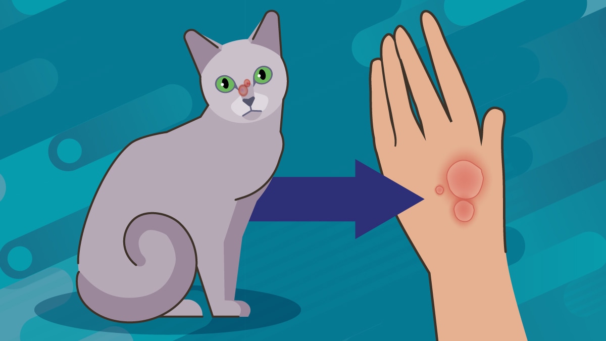 illustration of a cat with a rash on its face and an arrow indicating spread with a person's hand with the ringworm rash on it,