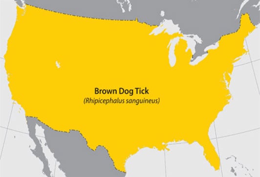 Map of the continental United States highlighting in yellow where the Brown Dog Tick can be found.  The entire map is highlighted in yellow.