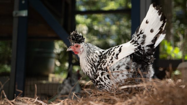 A black and white-colored chicken walking around in a coop.