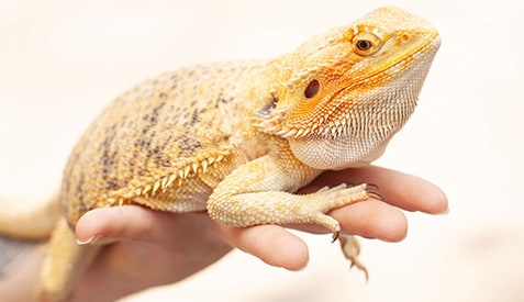 Bearded dragon lizards behind salmonella outbreak, CDC says