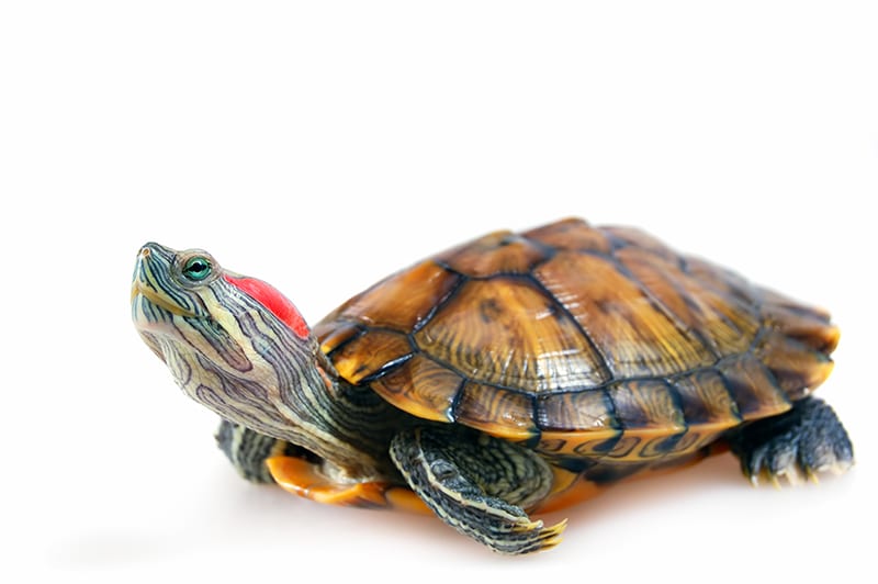 Red Eared Slider Turtle (Trachemys scripta elegans)