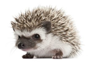 can you get sick from touching a hedgehog
