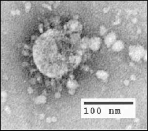 corona virus cell