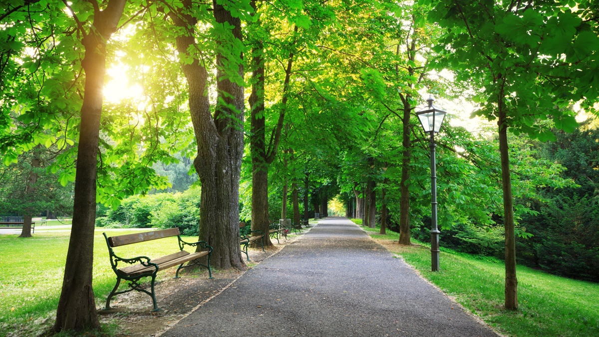 Trees shading a bench in a park