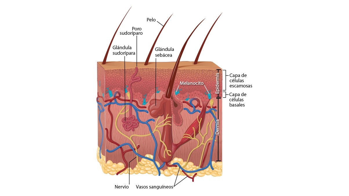 Diagrama muestra las capas de células basales y escamosas de la piel.