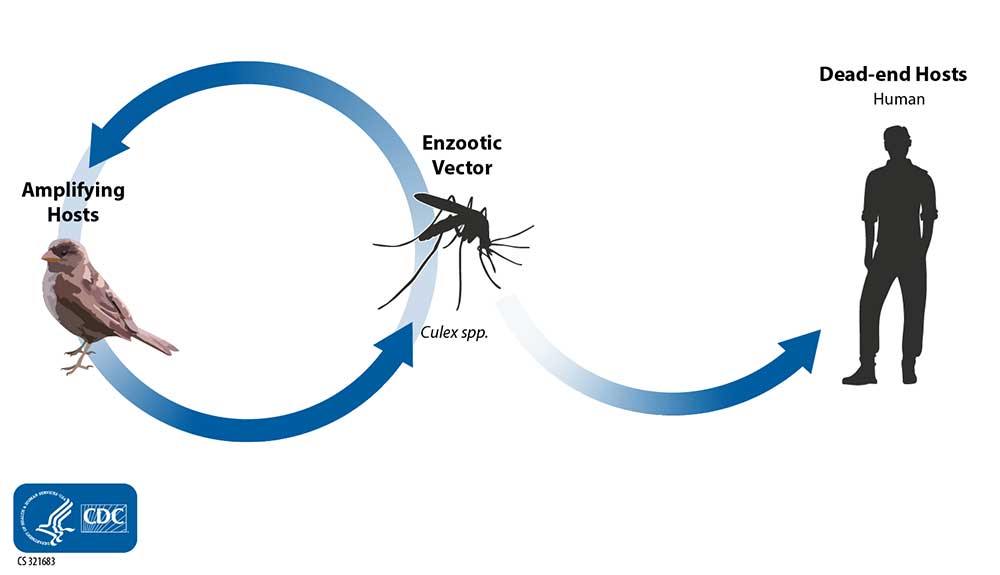 mode of transmission dengue