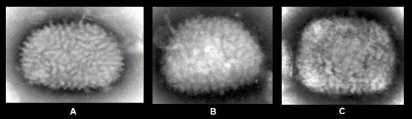 Images of vaccinia virus, smallpox virus, and mpox virus from clinical specimens