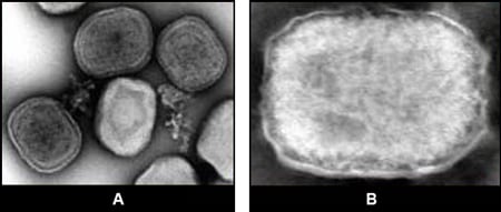 Image of fowlpox virus and tanapox virus