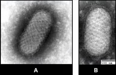 Images of Orf virus from tissue culture and clinical specimen