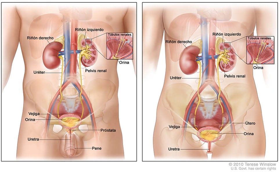 diagrama de órganos del cuerpo humano femenino