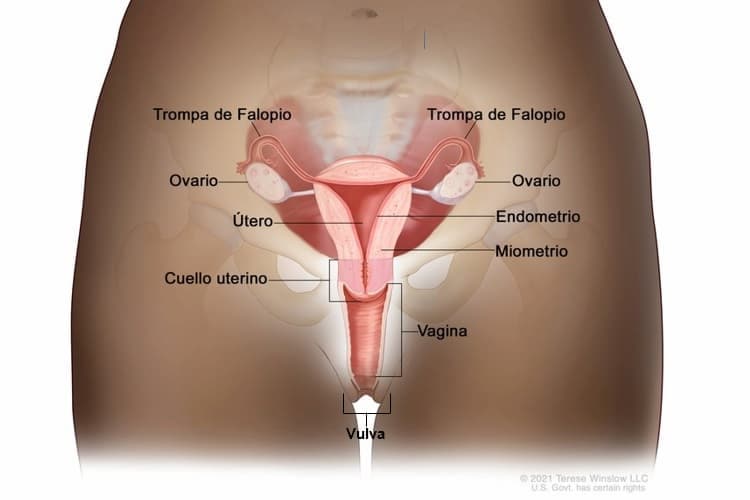Información básica sobre los cánceres de vagina y de vulva