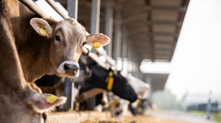 Vacas alimenténdose de forraje de pie en una fila de establos