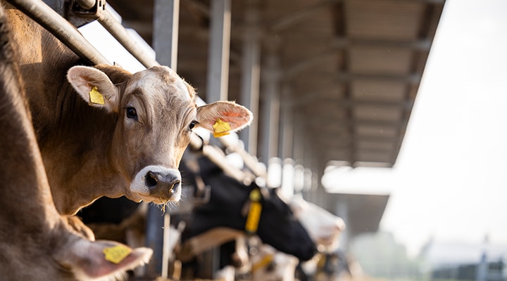 Vacas alimentándose de forraje de pie en una fila de establos