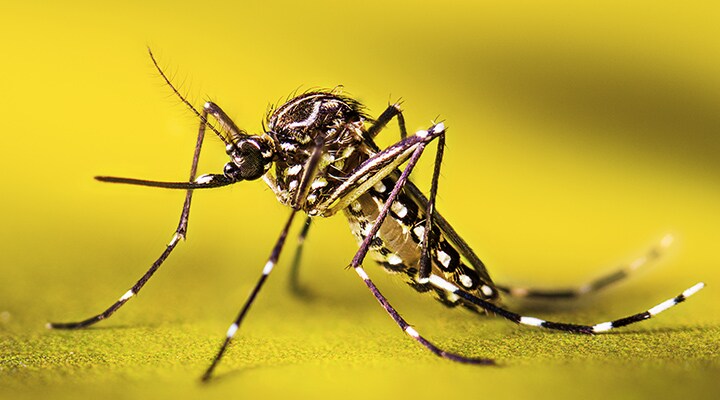 Un mosquito Aedes aegypti
