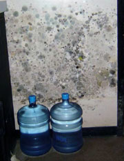 dos botellas pl%26aacute;sticas de agua frente a una pared cubierta con moho