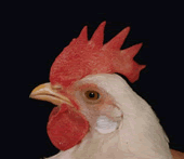 avian.gif_42eb3 primer plano de un pollo
