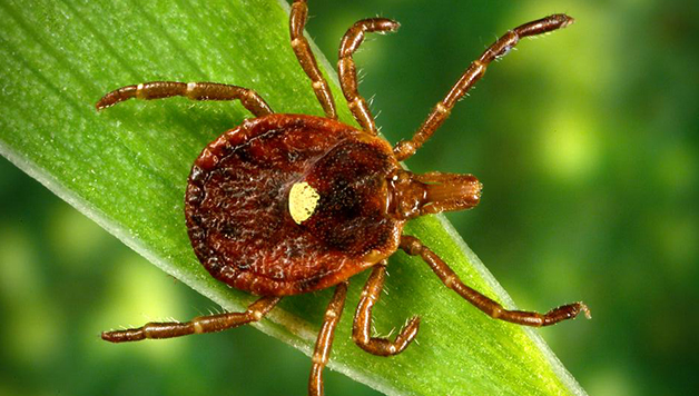 Lone star tick on a leaf.