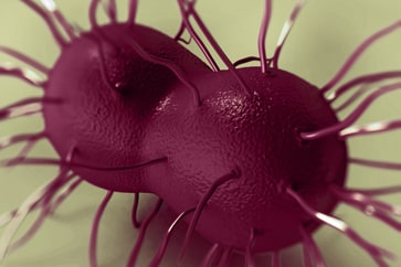 Close up illustration of what gonorrhea looks like under a microscope; purple balls with tendrils coming out of them.