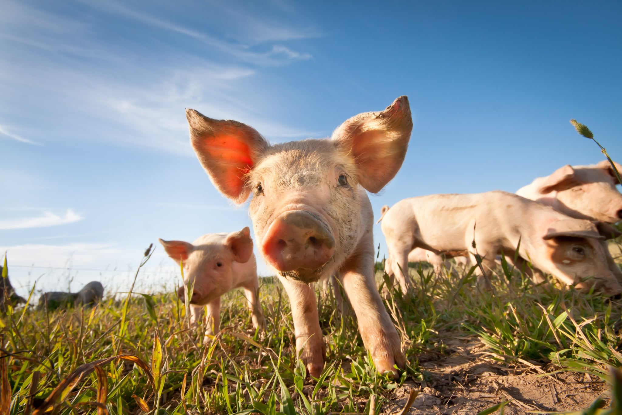 Several small pigs walking through a field