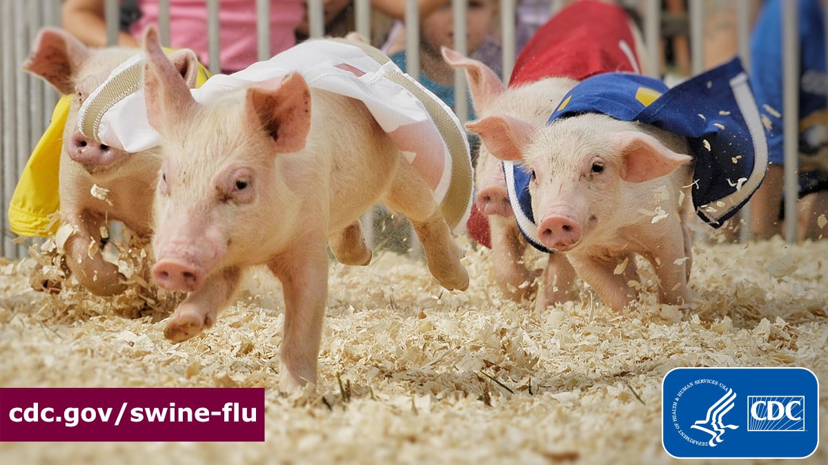 Pigs running at an agricultural fair