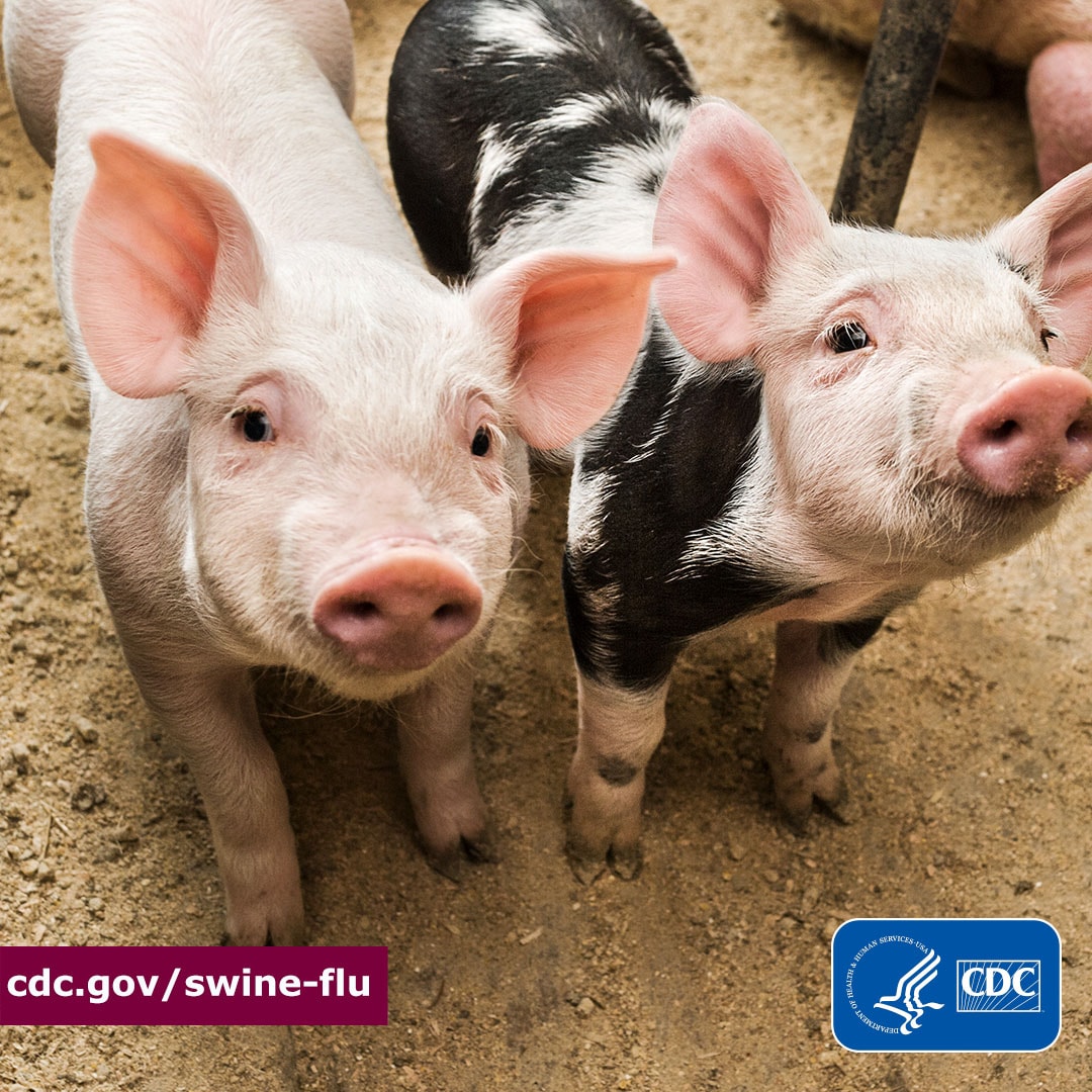 Two pigs looking into the distance with the "cdc.gov/swine-flu" logo in the bottom left corner and the CDC logo in the bottom right corner of the image.