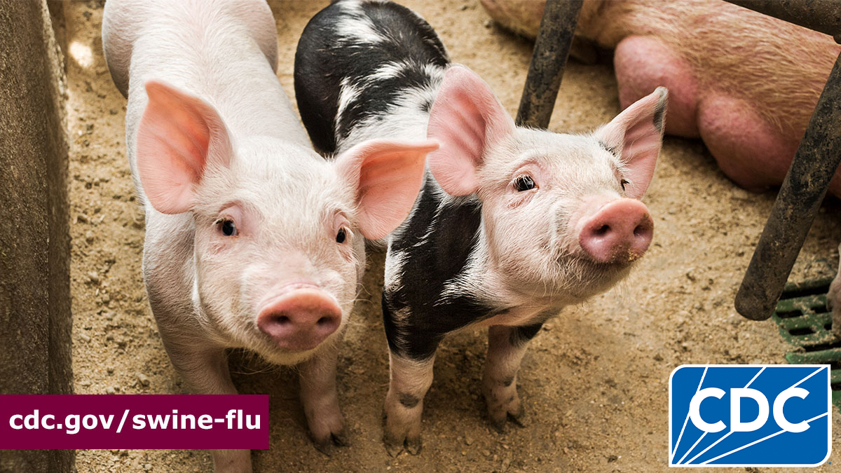 Two pigs looking into the distance