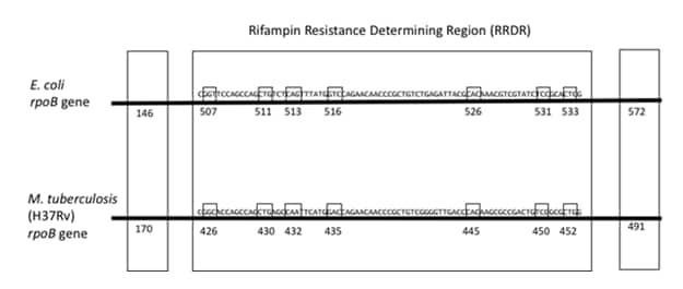 The seven codons in the rifampin resistance determining region (RRDR) frequently associated with RIF resistance are shown for both E. coli and M. tuberculosis. Additionally, the two most common mutations found outside of the RRDR are shown for both species. The M. tuberculosis numbering is minus 81 codons from the E. coli numbering except for the 146/170 codon.