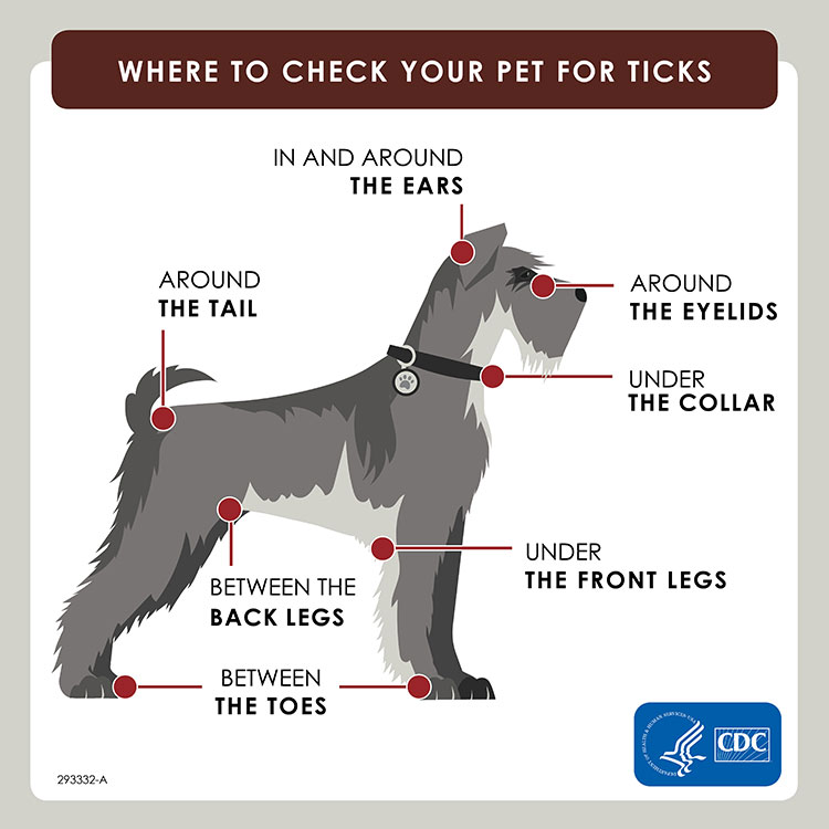 Preventing ticks on your pets | Ticks | CDC