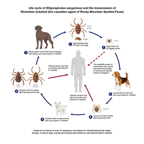 Image shows Rhipicephalus sanguineus at different life stages feeding on three canine hosts. The diagram also shows potential pathways for Rickettsia rickettsii to transmit to human hosts.